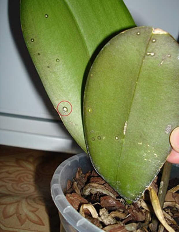 Болезни листьев орхидей фаленопсис фото и устранение