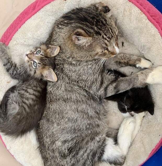 Котята лежат возле кота Кот спит