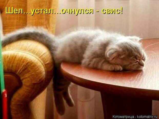 Новая котоматрица недели (39 фото)