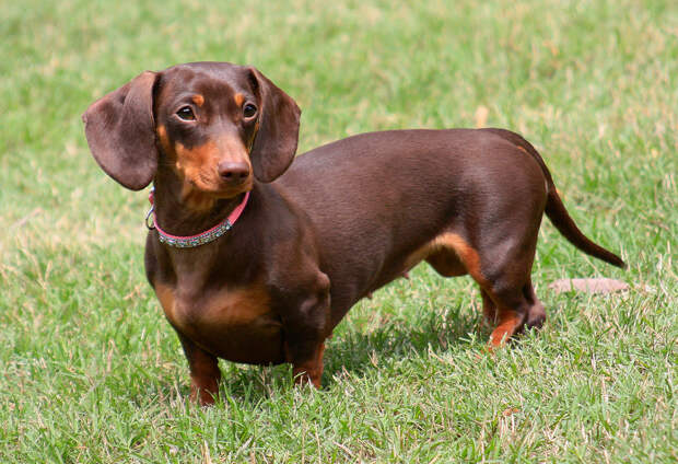 Dachshund_you_need_to_know_before_you_start_this_breed_01