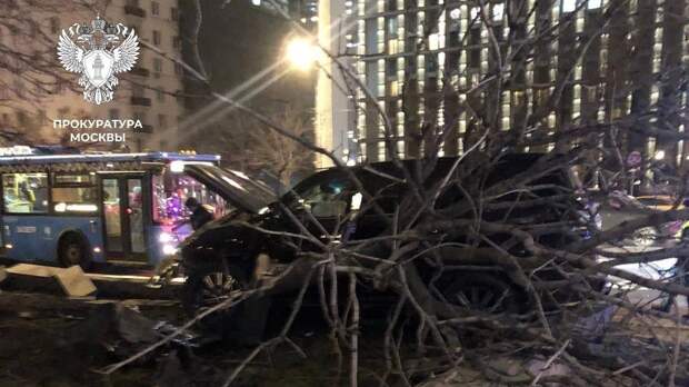 Водителя Lexus LX оштрафовали за сбитое дерево