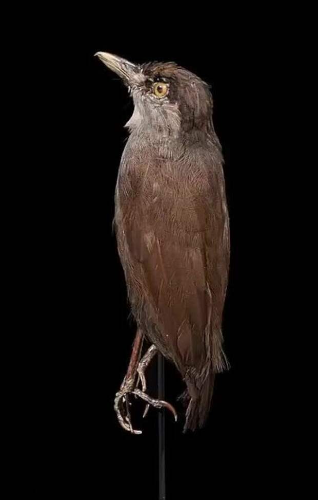 Птица-чучело из музея. /Фото: Wikimedia Commons