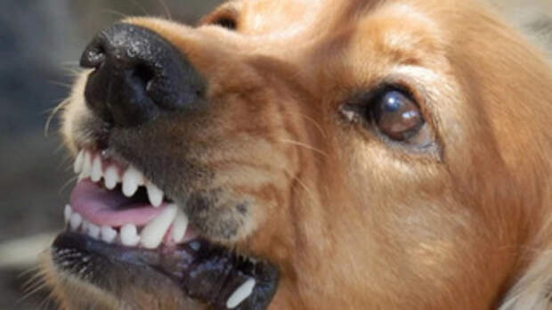 Злая собака / Фото: pxhere.com/ru/photo/973239