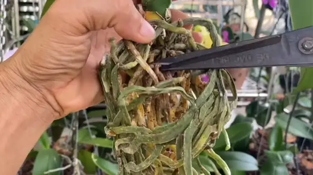 Помогите своей орхидее нарастить корни