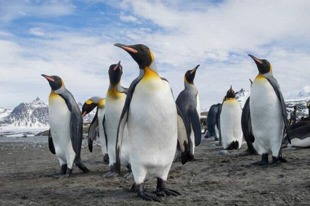 Пингвины – инопланетяне? Ученые обнаружили в помете птиц химическое вещество с Венеры