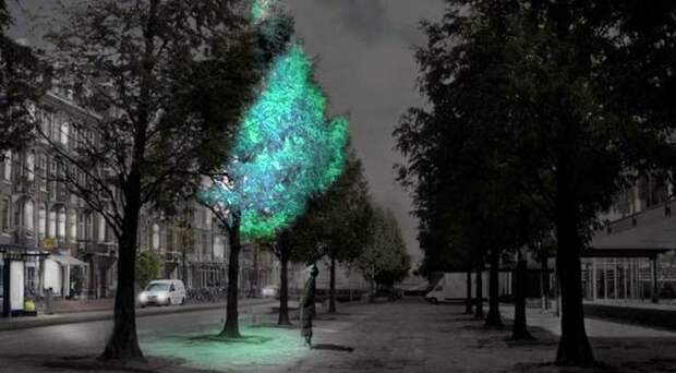 Биолюминесцентные деревья