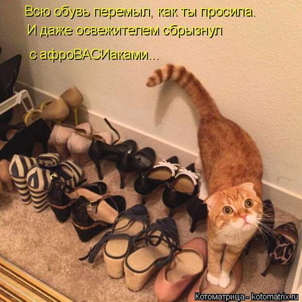 Лучшие котоматрицы недели (50 фото)