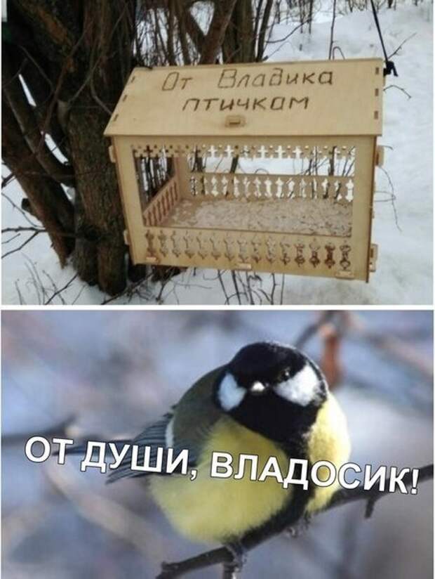 Птичкам от владика владику от птичек картинка прикол