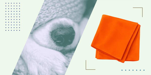 Курьер «Додо Пиццы» укрыл собаку — и был уволен. Что не так с корпоративными правилами?