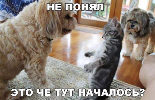 Реально смешные картинки с надписями для поднятия настроения!