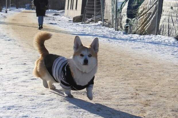 Ленинградская система учета животных может стать общероссийской