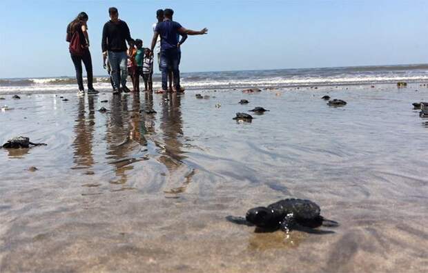 С пляжа в Индии убрали 5000 тонн мусора, чтобы спасти черепах животные, история, мусор, факты