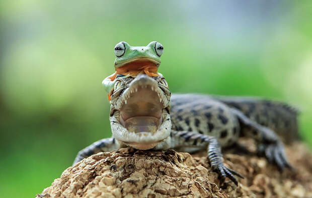 frog-photography-tantoyensen-19-5836fb8bd229e__880