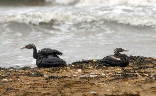 Пока краснодарский губернатор презентовал Анапу Путину, гнусные чайки нашли там мазут и испортили всю малину