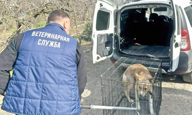 Смертельная угроза: почему ветслужба изымает домашних животных после укусов и чем это грозит хозяевам