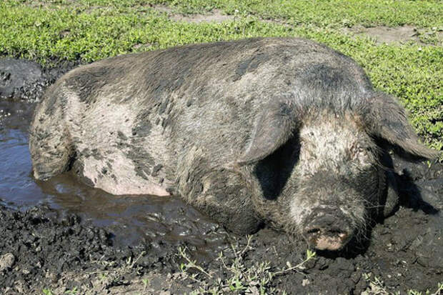 Картинки по запросу свинья в грязи