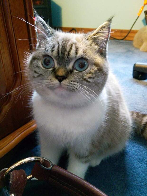 Максимально удивленные коты