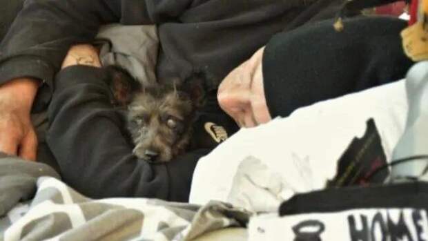 У бездомного украли собаку, но после того как ее нашли, мужчина утратил смысл жизни
