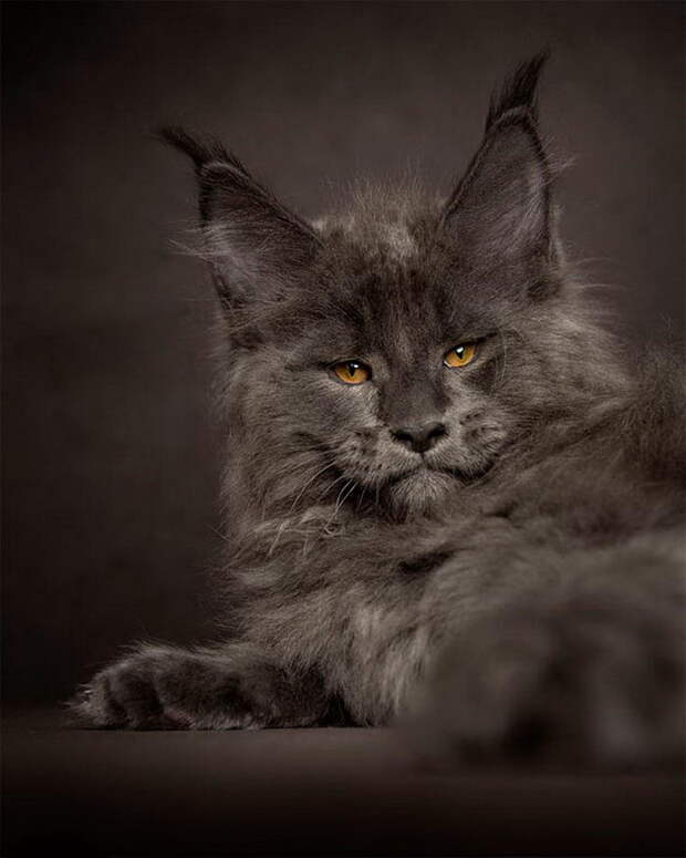 Красота мейн-кунов в фотографиях Robert Sijka