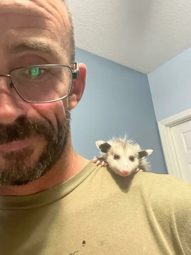 13 фото поссумов и опоссумов, которые покажут, что их все же сложно перепутать