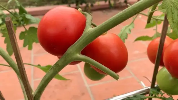 Выращиваем сладкие помидорки на балконе в мешках