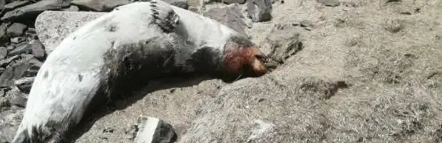 В Мангистау нашли еще почти сотню мертвых тюленей