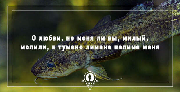 11 скороговорок про животных 11 скороговорок про животных животные, скороговорки
