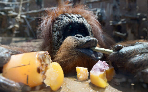 Орангутанг ест фруктовый лёд в Биопарке, Рим, Италия.