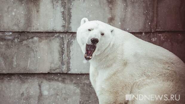 В зоопарке выбрали Снегурочку
