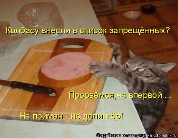 Лучшие котоматрицы недели (50 фото)