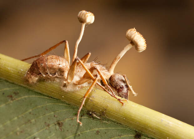 Кордицепс однобокий (Ophiocordyceps unilateralis) зомби, коты, насекомые, паразиты, факты