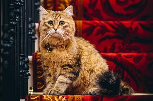 Хвостатая королевишна из Британии Хвостатая королевишна из Британии