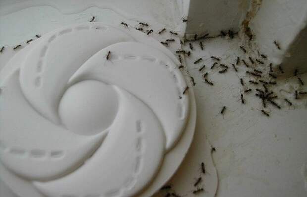Жизненный совет: корица против муравьев.