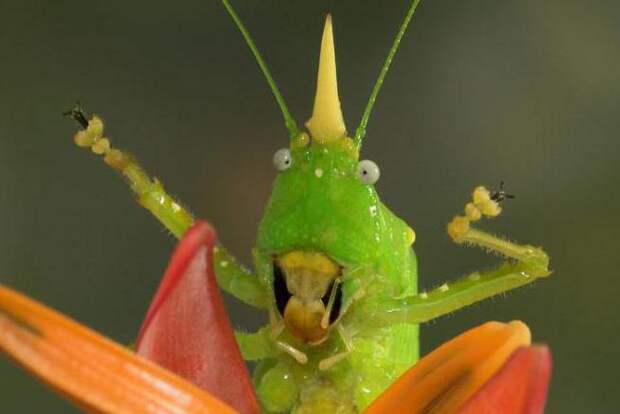 Сколько отделов тела у насекомых: внешнее строение