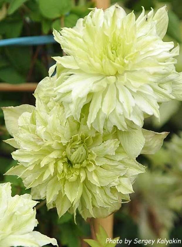 Clematis Peppermint.JPG Clematis Peppermint.JPG
