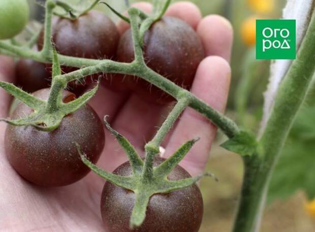 Томат Black Cherry