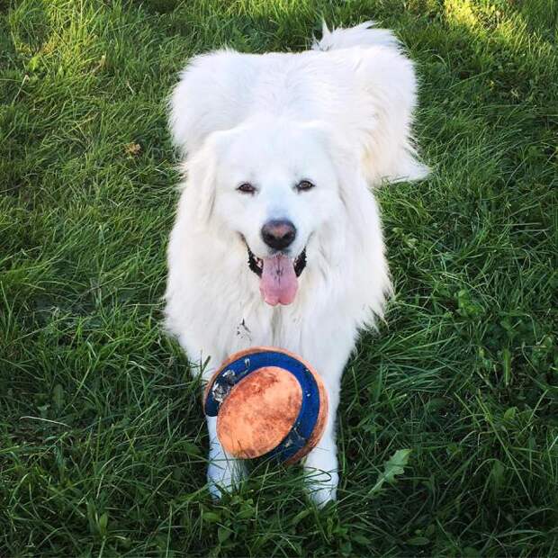 Great Pyrenees | It's Dog or Nothing