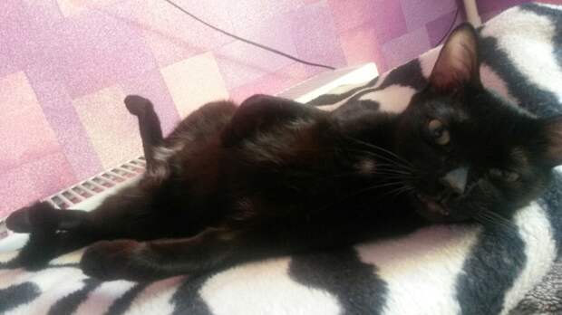 помощь коту черный кот