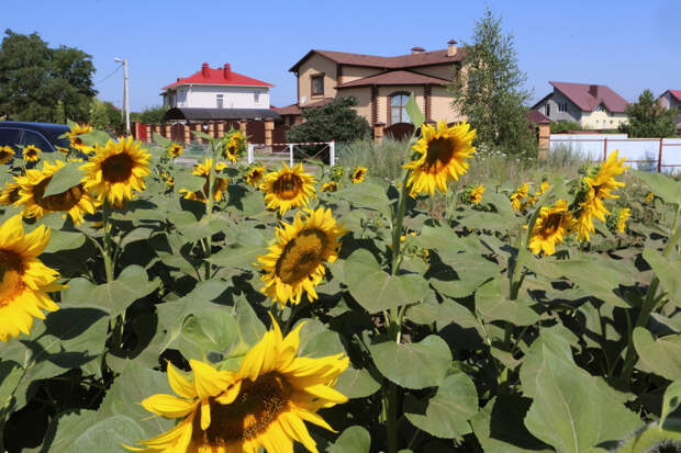 В России начнут продавать конфискованные у коррупционеров земли