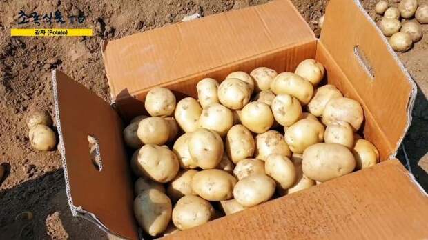 Способ выращивания картофеля без прополки и окучивания
