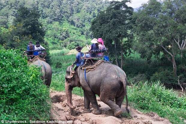 Поездки на слонах видео, жестокие развлечения, животные, страдания животных