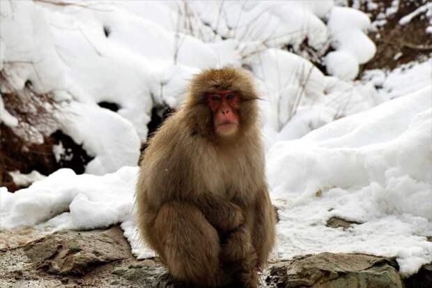 Снежные обезьяны в Японии научились рыбачить, чтобы выжить