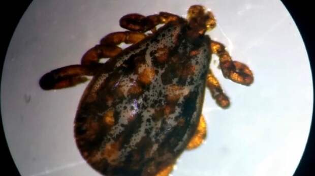 Эксперт Купцова назвала главную ошибку при встрече с "клещом-мутантом" хиаломма