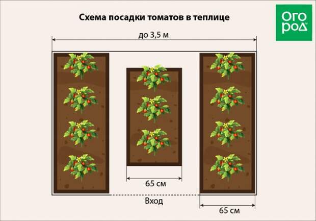 Посадка в теплице