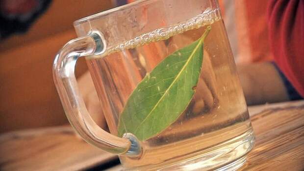 чай из лаврового листа