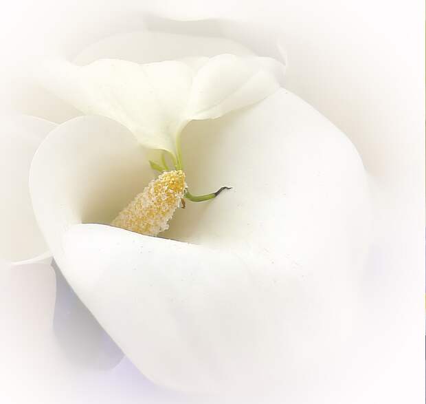 фото белых цветов каллы
