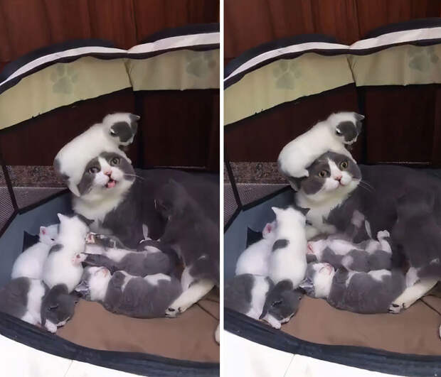 Родительские будни из животного мира на снимках