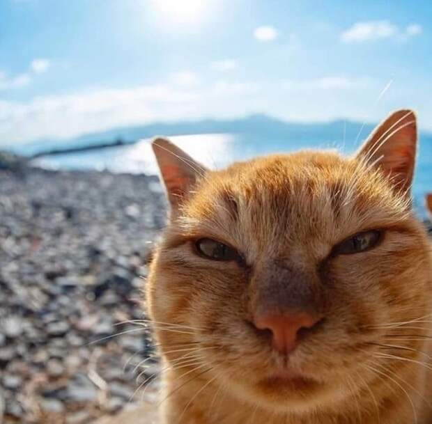 20+ человек, которые на любые фотографии смотрят сквозь призму сарказма