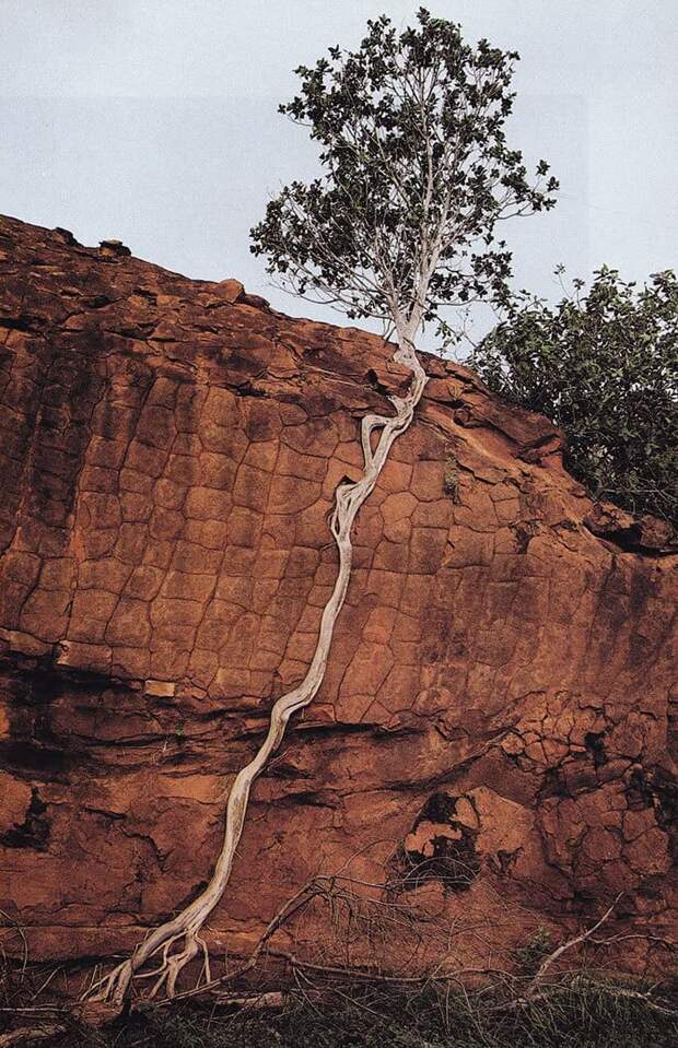 Life Finds A Way Life Finds A Way