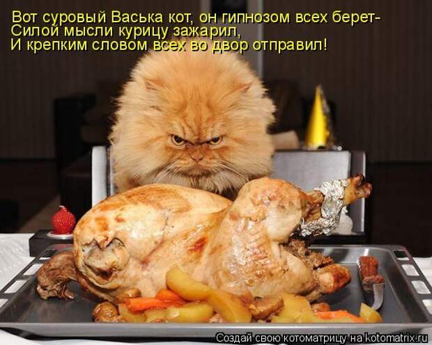 Лучшие котоматрицы недели (50 фото)